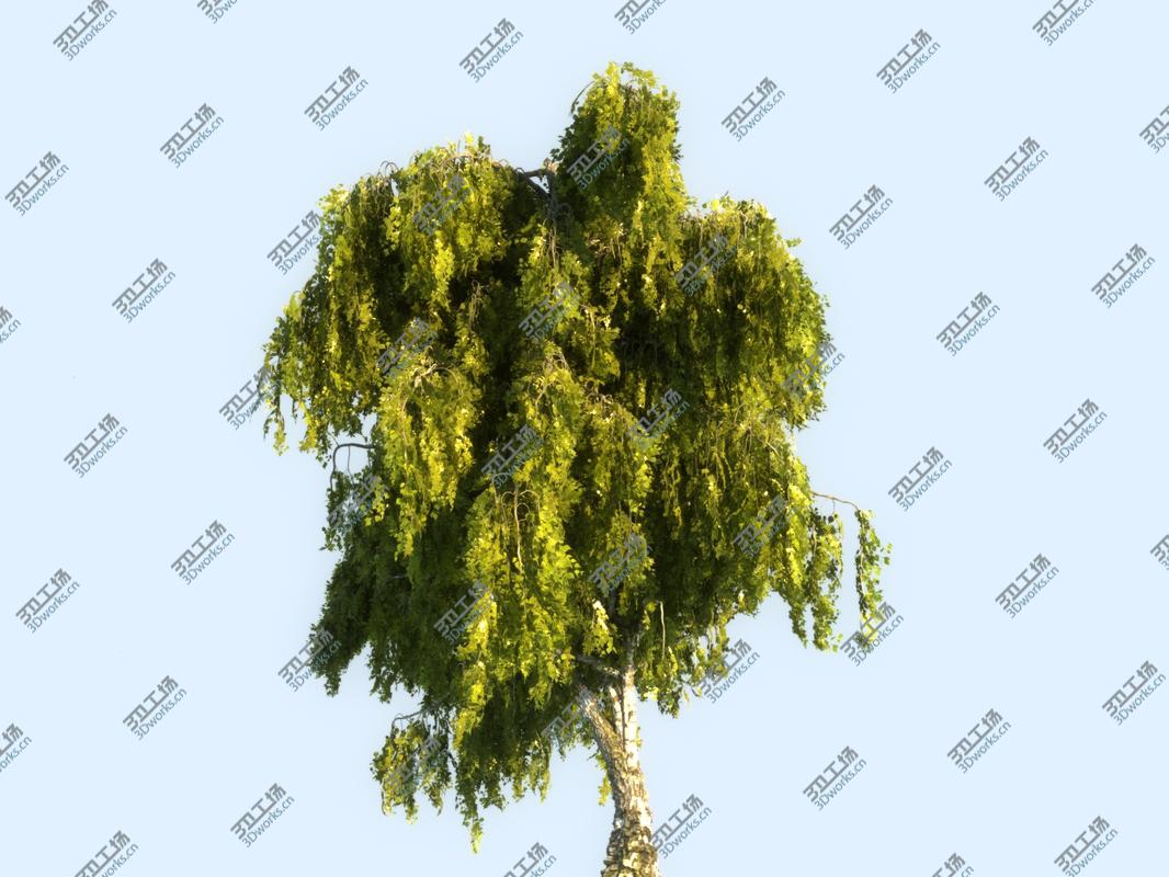 images/goods_img/202105072/Birch-Tree Animated 3D model/5.jpg